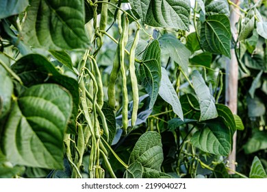 Green bean pods plantation. String beans grow in a farmer's field. Rich harvest of beans in the garden - Powered by Shutterstock