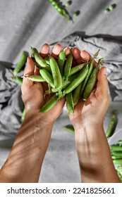 green bean of vegetables pod of sweet peas fresh organic. Healthy food, vegan and vegan food, raw food and super detox, bean protein. - Shutterstock ID 2241825661