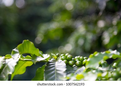 Garcinia cambogia effetti positivi photo 2