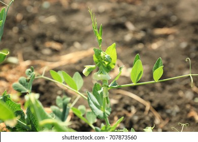 Grüne Bohnensträucher im Garten an sonniger Zeit