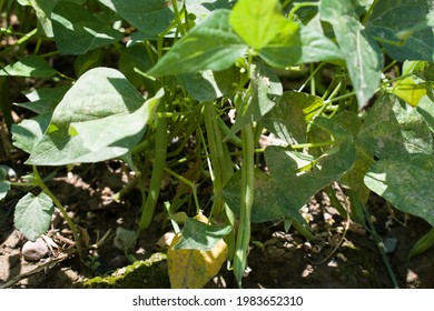 Green Beans Or Commonly Known As French Beans Growing.