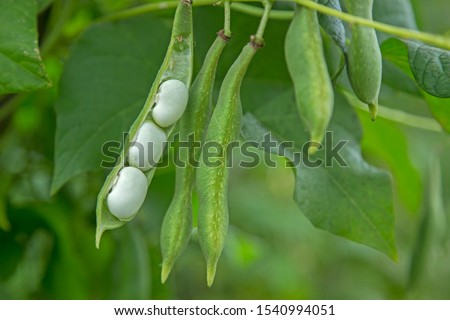 Green beans in the garden. Growing the beans (Phaseolus vulgaris). Green vines and leaves creeping on the vertical support. Green french beans plant in vegetables garden.