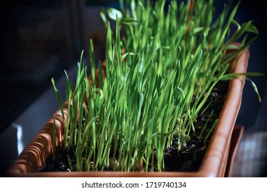 Green Beans And Grass In Box On Window