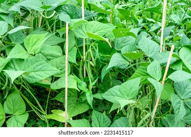 Green beans growing in a kitchen garden on a summer day
 - Shutterstock ID 2231415117