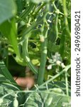 Green beans on a plant in a garden