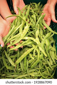 Green Beans Picked Straight From The Veggie Patch.