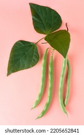 Green Beans Plant Foliage With Hanging Beans, Also Known As French Beans, String Beans Or Snaps, Fast Growing Vegetable Vine Isolated