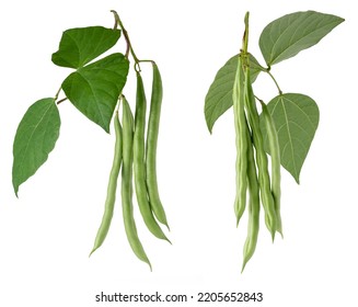 green beans plant foliage with hanging beans, also known as french beans, string beans or snaps, fast growing vegetable vine isolated on white background, collection