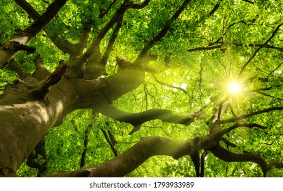 Green Beautiful Canopy Of A Big Beech Tree With The Sun Shining Through The Branches And Lush Foliage