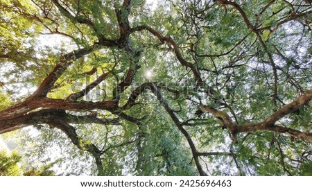 Green beautiful canopy of a big tree with the sun shining through the branches and lush foliage