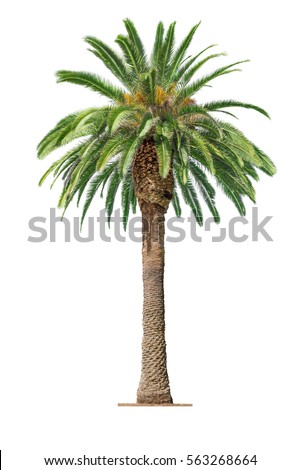 Green beautiful palm tree isolated on white background 