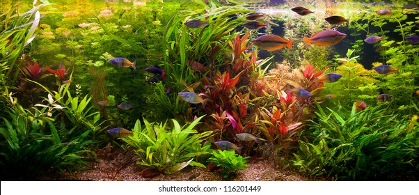 Aquarium Rocks Images Stock Photos Vectors Shutterstock