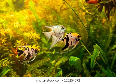 82,764 Tropical Freshwater Fish Images, Stock Photos & Vectors ...