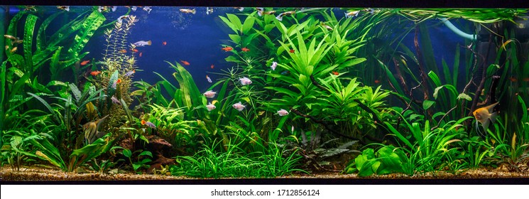 A green beautiful planted tropical freshwater aquarium with fishes,zebra angelfish pterophyllum scalare aquarium 