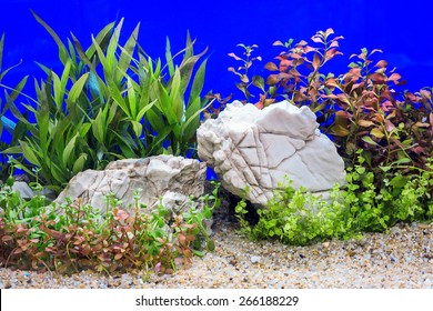 A green beautiful planted tropical freshwater aquarium.
