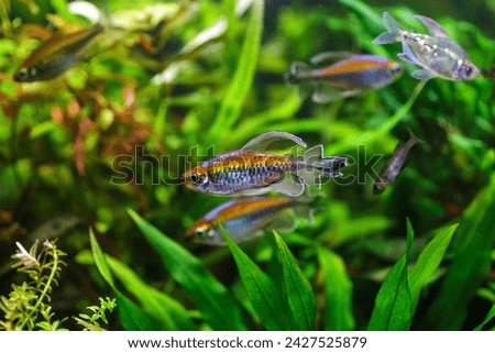 A green beautiful planted tropical freshwater aquarium with fishes.A Congo tetra, Phenacogrammus interruptus, with water plants. 