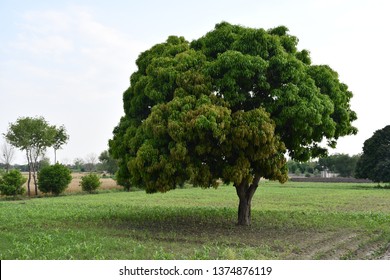 Green Beautiful Tree Green Land Stock Photo 1374876119 | Shutterstock