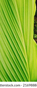 Green And Beautiful Young Leaf Of Curcumin Plant