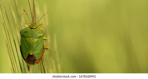 Green Bedbug Odork The Greengrocer (Palomena Prasina) On An Ear Of Grain