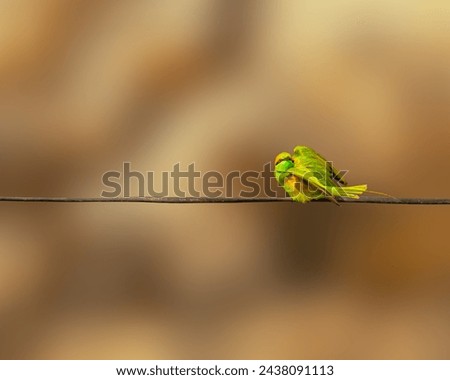 Similar – Image, Stock Photo snack bar Pet Bird 1