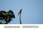 Green bee eater mainly insect eater and they are found in grassland, thin scrub and forest often quite far from water.