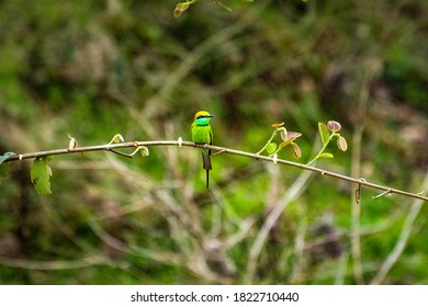 A Green Bee Eater In Pobitora Wildlife Sanctuary. 