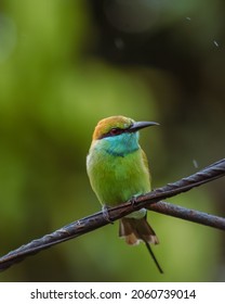 Green Bee Eater Sitting On A Fence