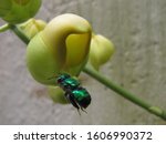 Green bee of Euglossini species flying to land on an orchid flower.