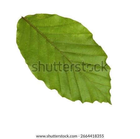 Green Beech leaf isolated on white background. ( Fagus sylvatica). Selective focus.