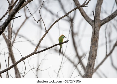 The green bee-eater or little green bee-eater is a near passerine bird in the bee-eater family.