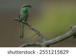 Green Bee-eater
They are mainly insect eaters and they are found in grassland, thin scrub and forest often quite far from water.