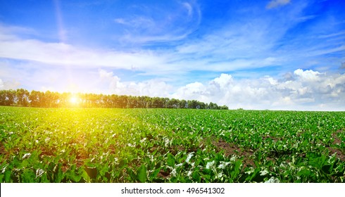 Green Beet Field And Blue Sky