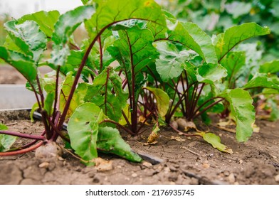 Green beet leaves with red stems. Beets in the garden. Young beets in the spring.