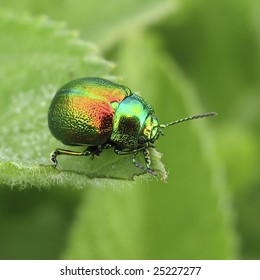 Green Beetle