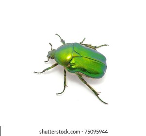 Green Beetle