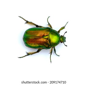 12,334 Metallic green beetle Images, Stock Photos & Vectors | Shutterstock