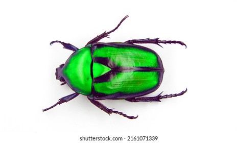 Green beetle isolated on white. Metall green flower beetle Rhomborrhina gigantea from Malaysia close up. Cetoniidae. Collection beetles. Coleoptera. Entomology