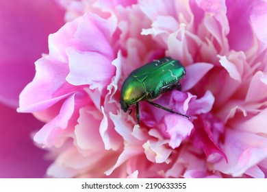 Green Beetle On Pink  Peony In The Garden , Green Beetle Macro, Insect On Flower, Fauna, Wildlife Insect, Beauty In Nature, Macro Photography, Stock Image