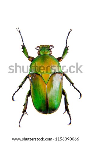 Green beetle on the white background