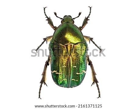 Green beetle or Rose chafer, cetonia aurata, isolated on white background, detailed makro top view