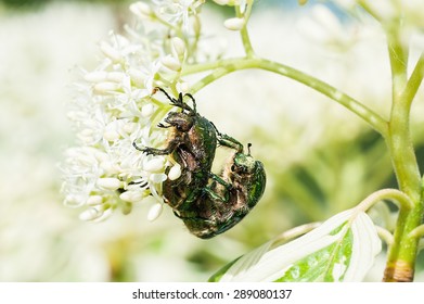 Green Beetles Mating On Pagoda Dogwood Flower