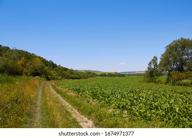 green beets field,sugar beet field landscape and field road