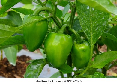 10,483 Hanging peppers Images, Stock Photos & Vectors | Shutterstock