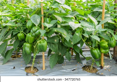 Green bell pepper plantation with plastic film placed over the ground
