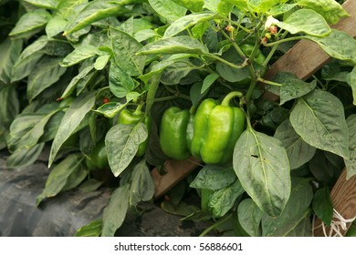 7,394 Bell Pepper Field Images, Stock Photos & Vectors 