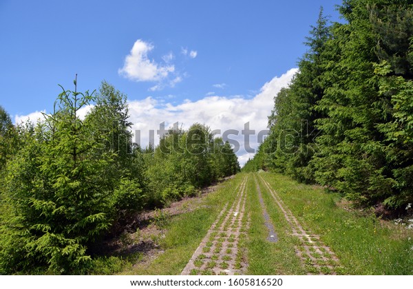 Green Belt, former inner-German border patrol\
path with the overgrown \