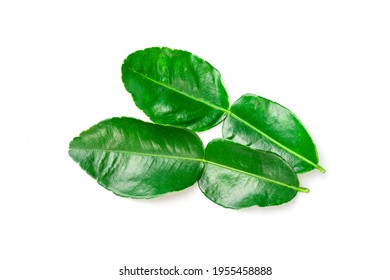 Green Bergamot Leaf Or Bai Ma-grood(Thai Fruit) In High Definition On White Background, Macro