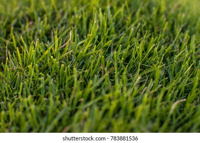 Green Bermuda Grass