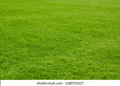 Green Bermuda Lawn Grass of Home