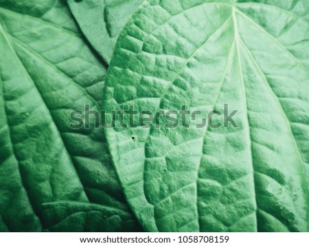 Green betel leaves background